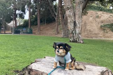 MacKenzie Park Dog Park photo 2